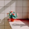 溫室雜草