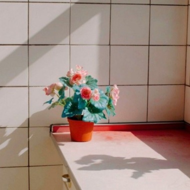 溫室雜草