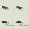 Cicada