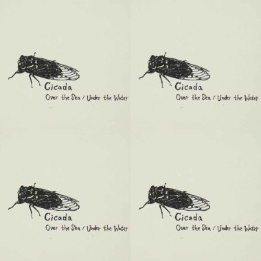 Cicada