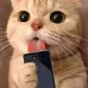 清新
