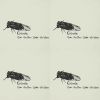 Cicada