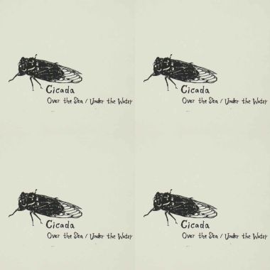 Cicada