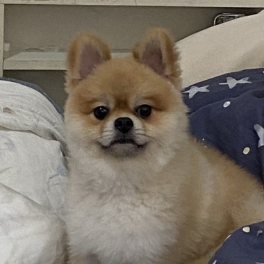 小ㄔㄥˊ