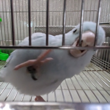 🕊️💩