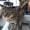 野人獻曝
