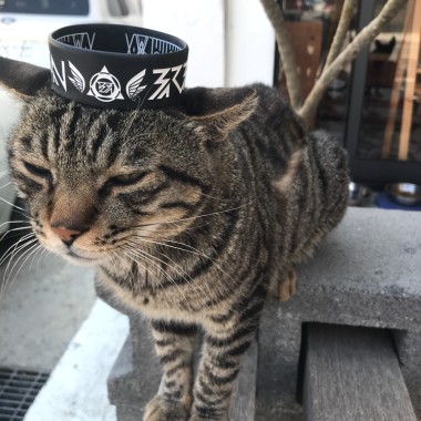 野人獻曝