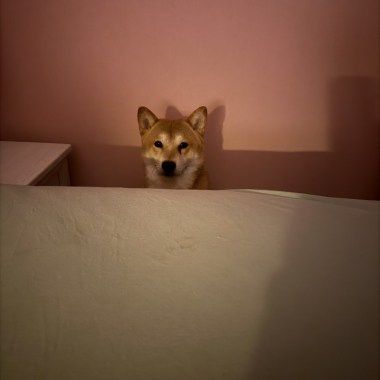 绒绒的你