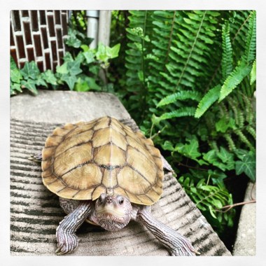 Chilling Turtle
