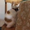 等等聽