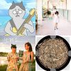 友情歌