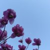 绝境新甜