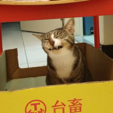歌曲