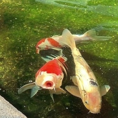 精神糧食