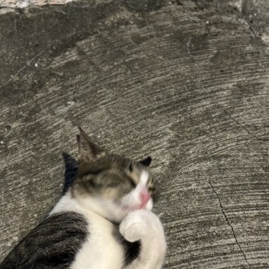 🈶