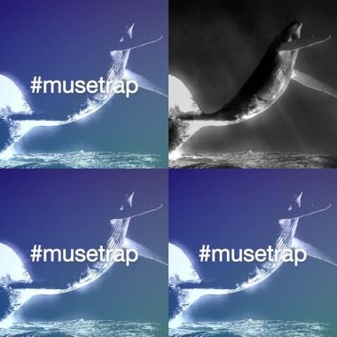 #musetrap