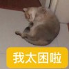 他们都有猫了?
