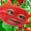 我是一顆可愛ㄉ番茄?