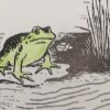 蛙