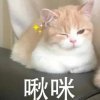 大成\(￣︶￣*\)