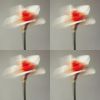 teardrop.saidmyname