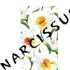 the narcissus
