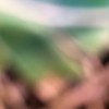 A1