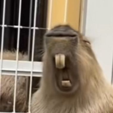 不敢聽欸