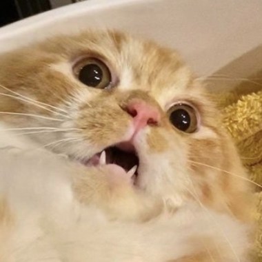 ∠( ᐛ 」∠)＿