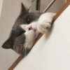 傻傻甜甜