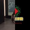 我的歌單  