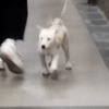 聽團仔河河