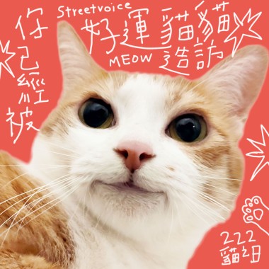 有貓咪的Meow歌曲