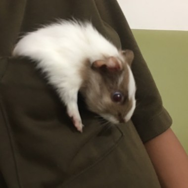 橘子貓(⁎⁍̴̛ᴗ⁍̴̛⁎)