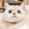 自由