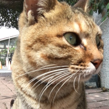 張震嶽