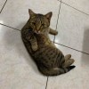馬力