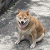 別當一隻舔狗
