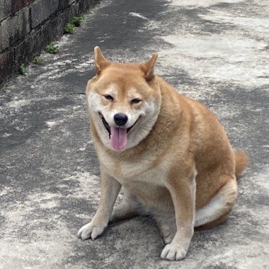 別當一隻舔狗