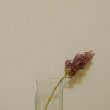 我的歌單  