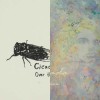 Cicada