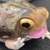 🐸