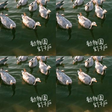 動物園釘子戶 :