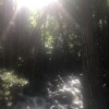 一隻土狗在天上飛
