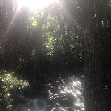 一隻土狗在天上飛