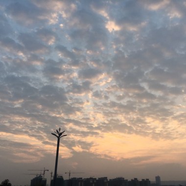 侧柏