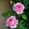 🌹粉紅玫瑰🌺🦋🦋💞