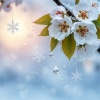 雪花梨 (Snow Pear)