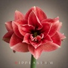 🌹Hippeastrum🌺