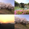 聖子愛的歌曲
